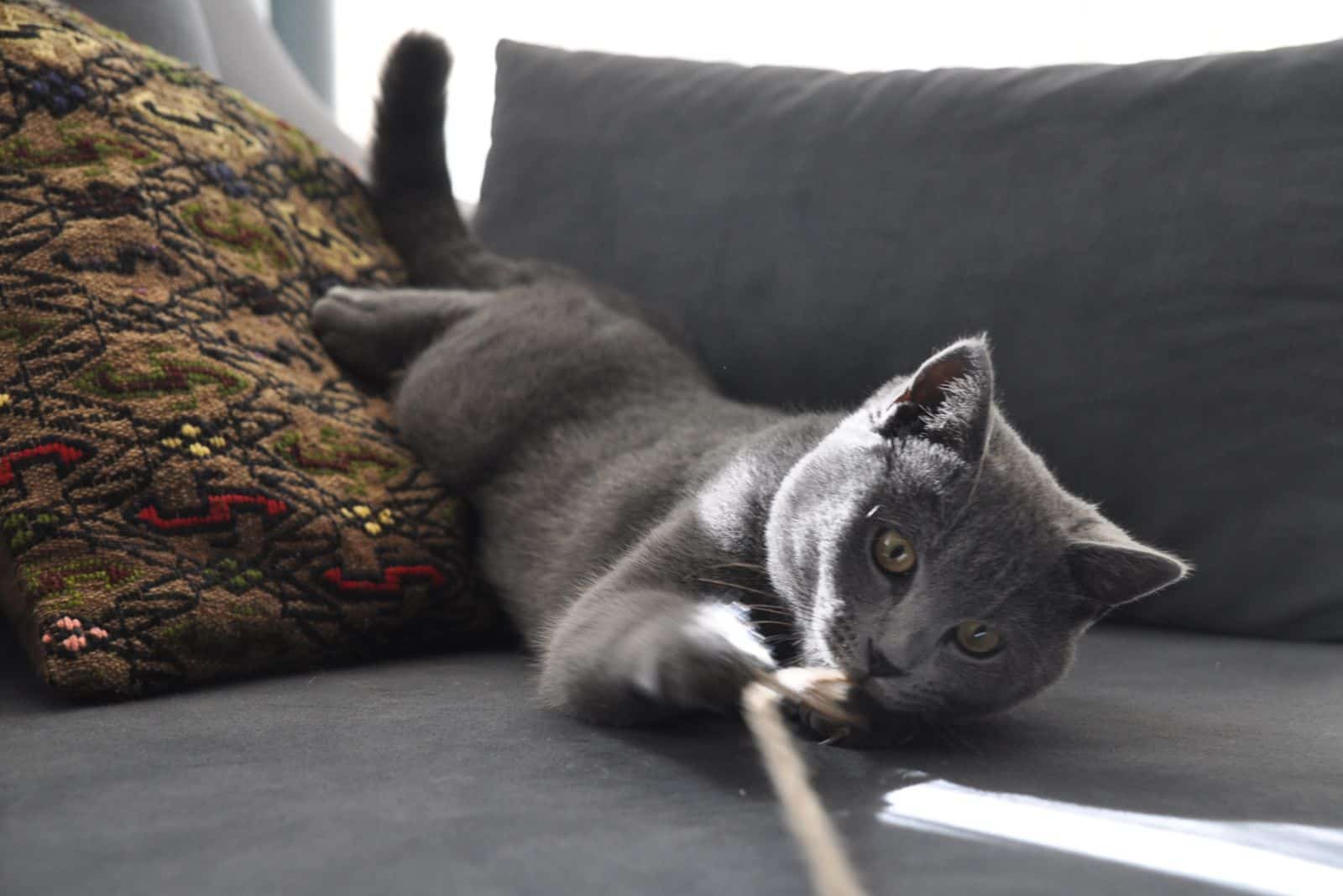 photo of a cat playing on a couch