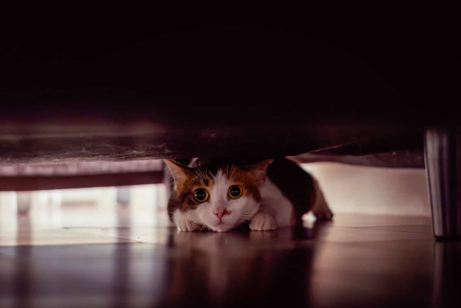 photo of a cat under the bed