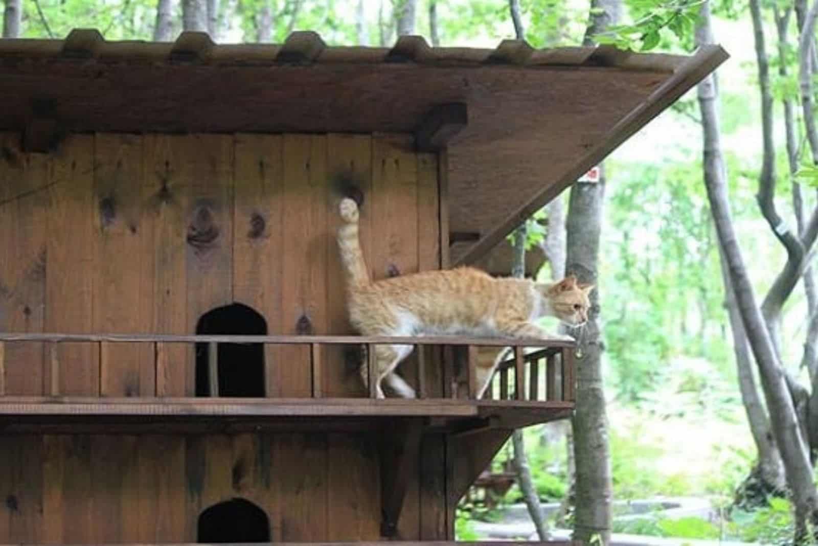 photo of a cat walking out of cat house