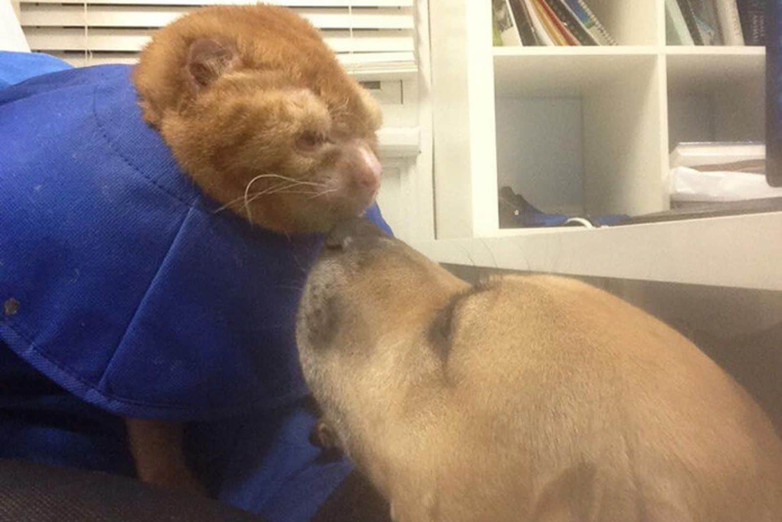 photo of the cat sniffing a dog