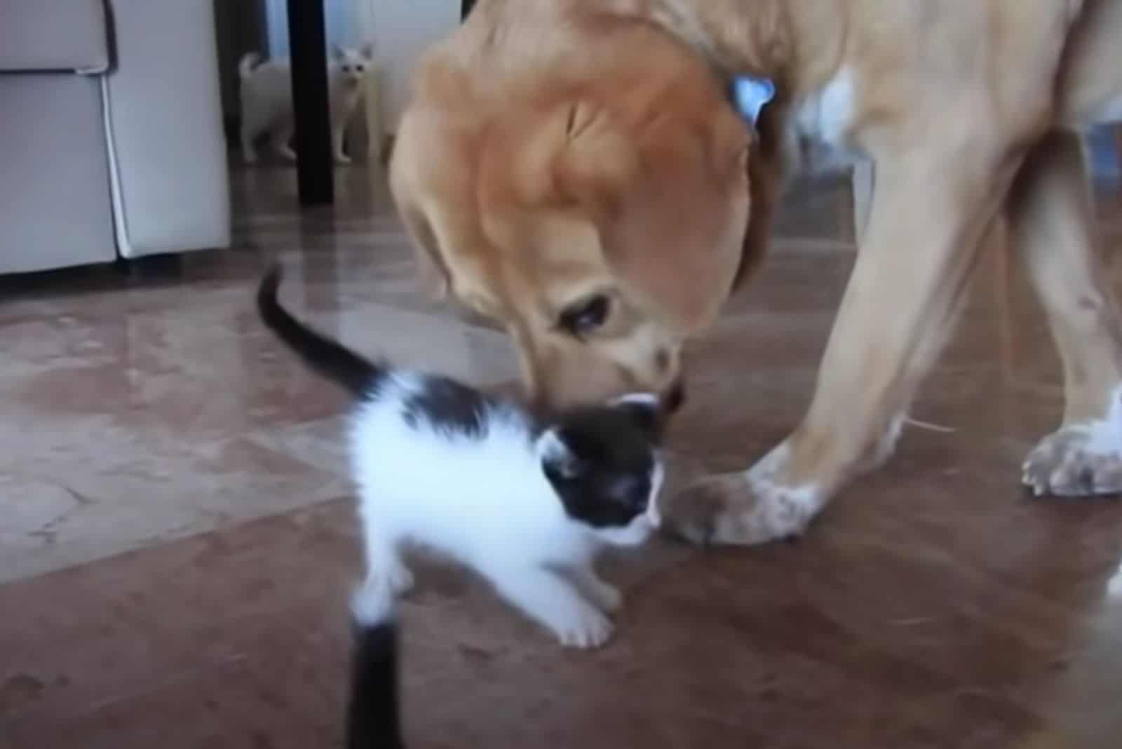 photo of the kitten and a dog