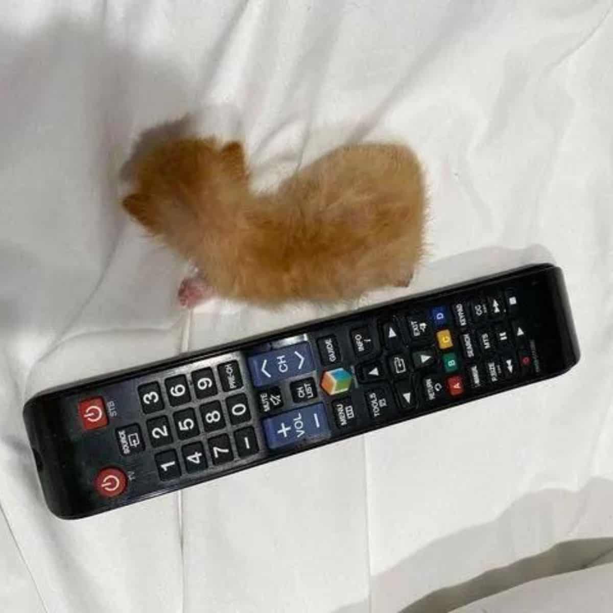 photo of the kitten next to tv remote