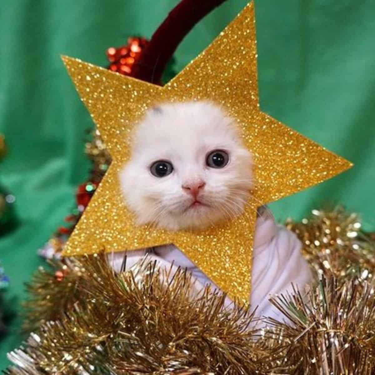 photo of white kitten whit yellow star around his head