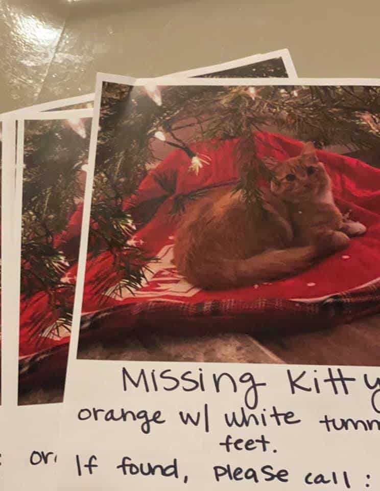 pictures of a missing cat