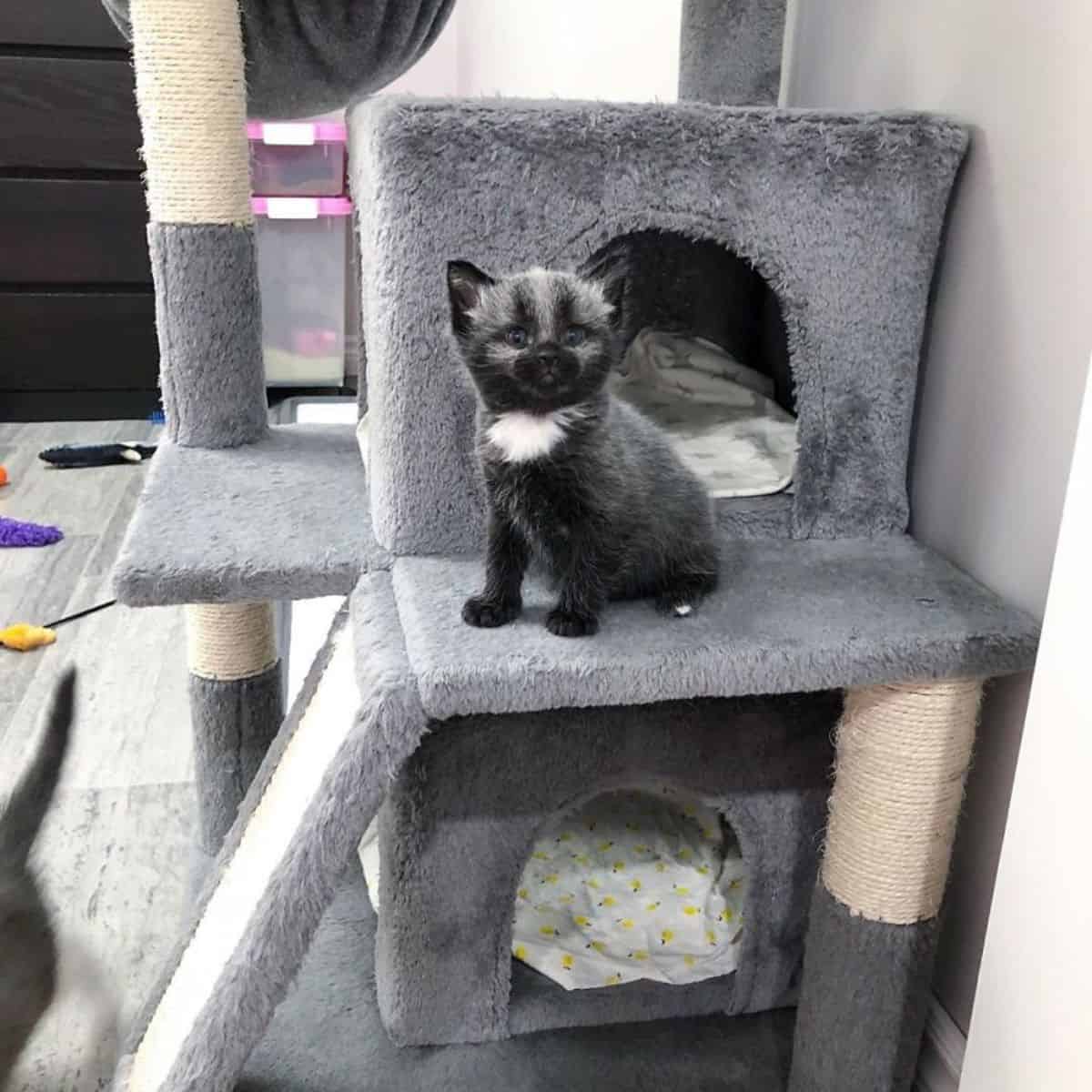 rare coat kitten sitting on a cat house