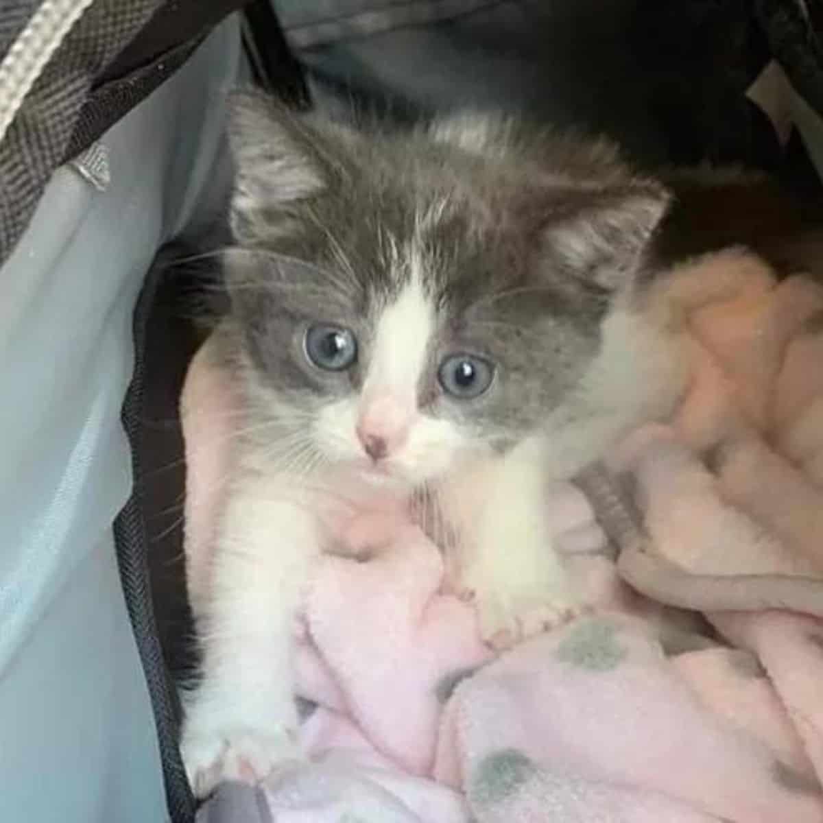 scared kitten on a pink blanket