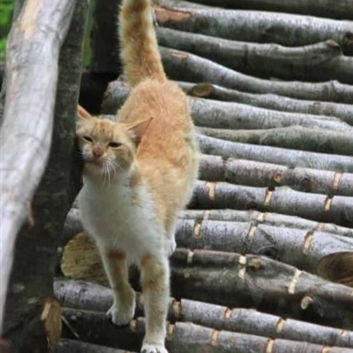 shelter cat scratching on wood