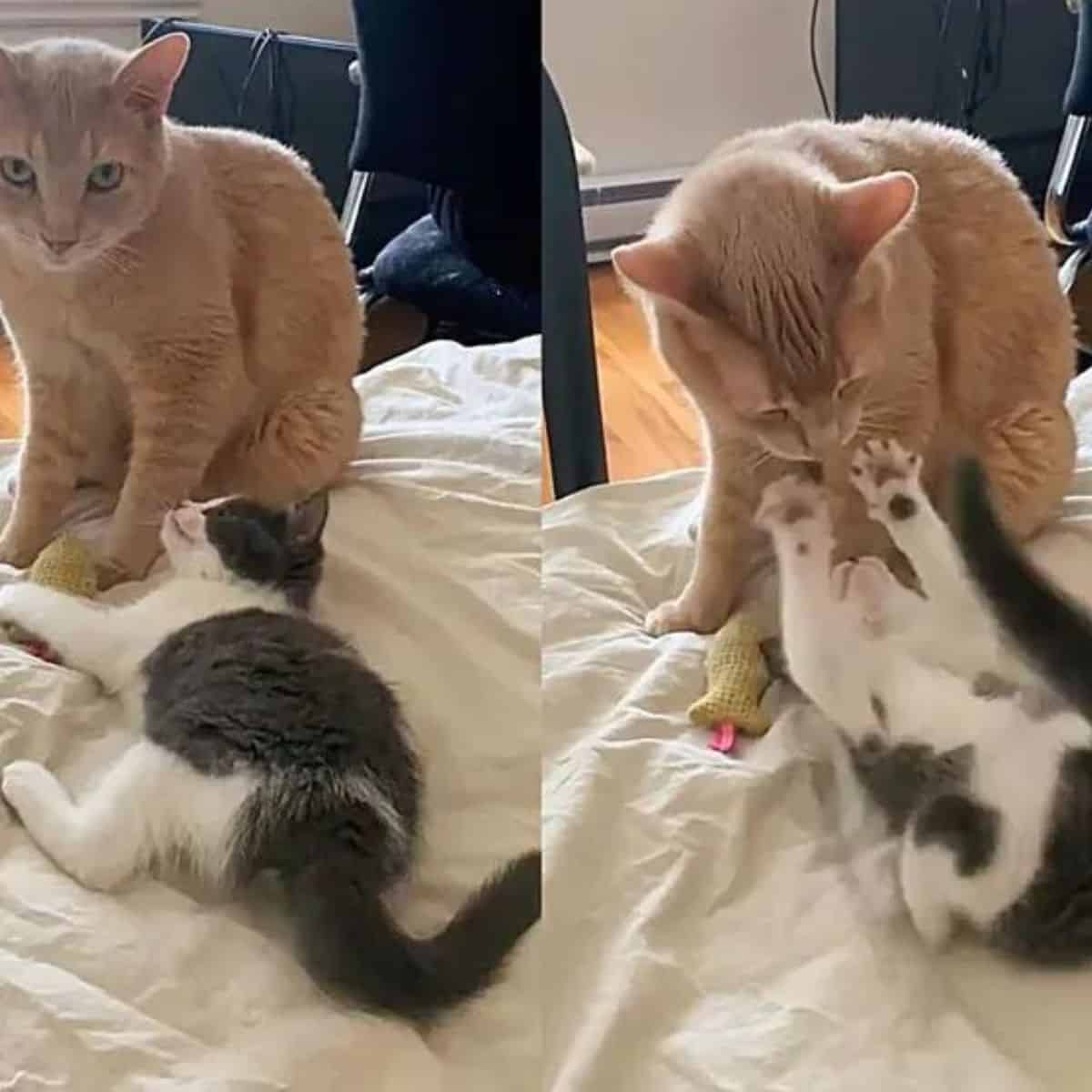 small kitten playing with a ginger cat