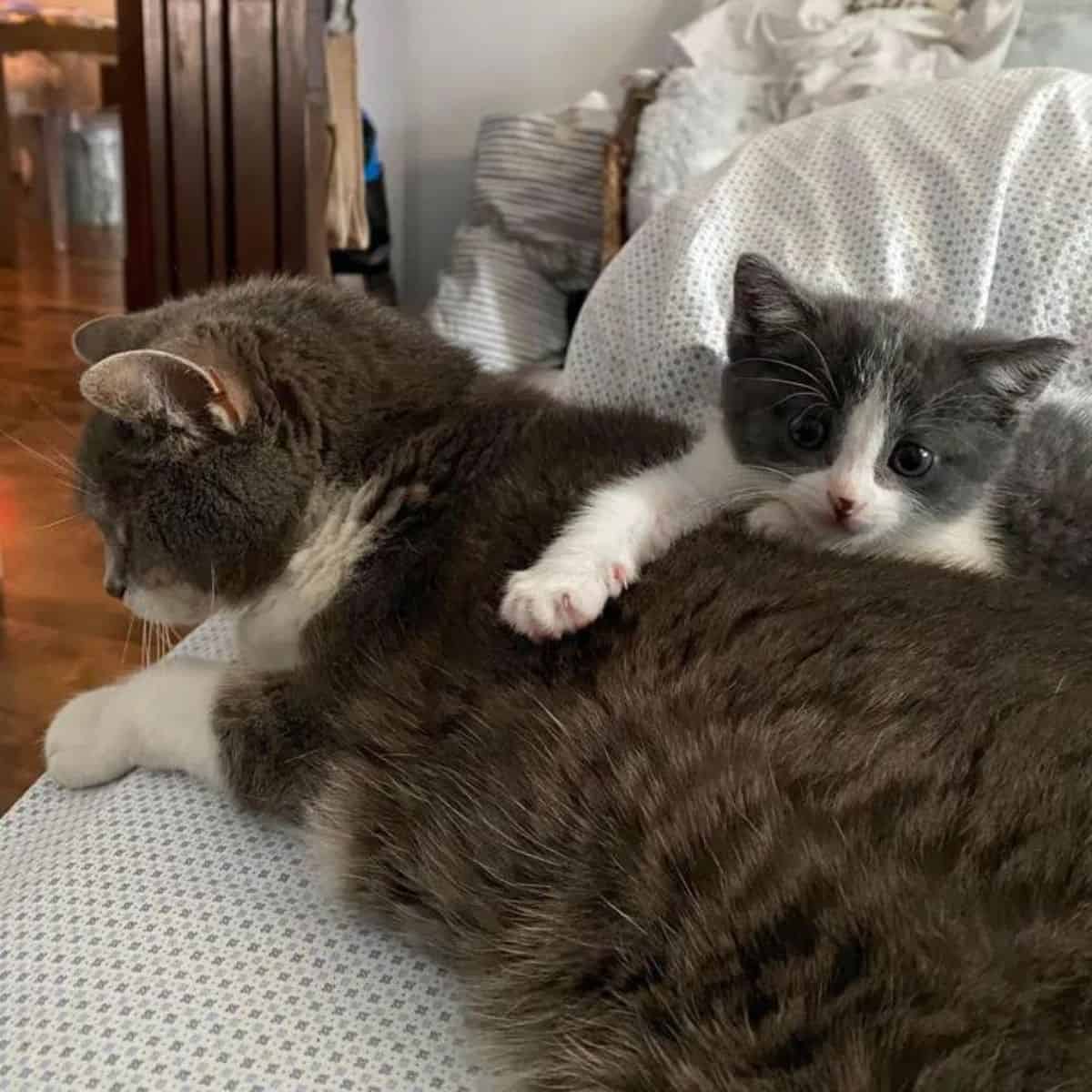 stray kitten with a cat on a couch