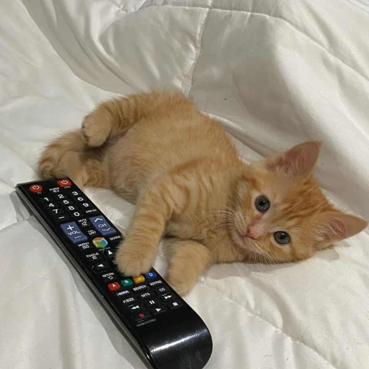 the cat holding a tv remote