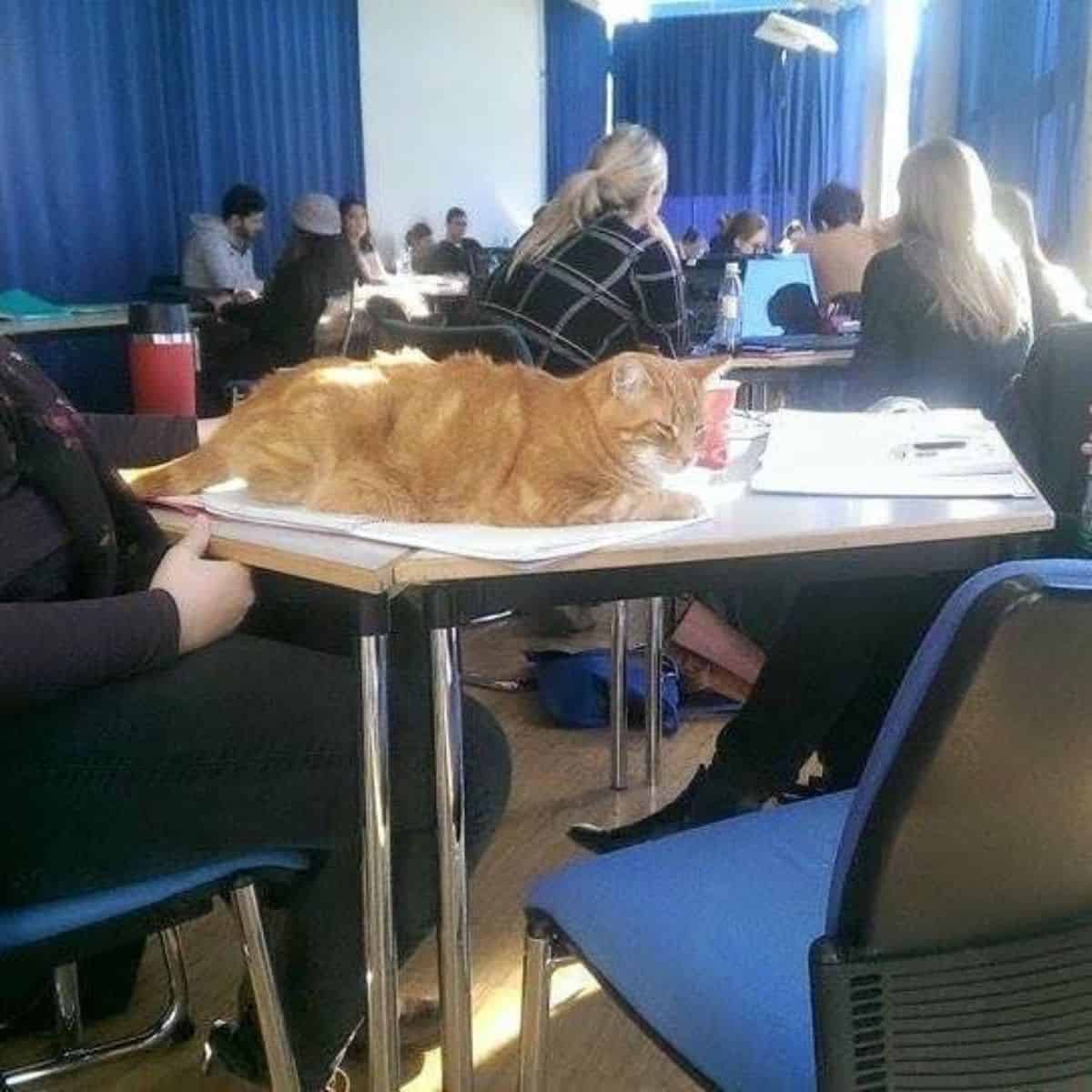 the cat is lying on the desk in the classroom