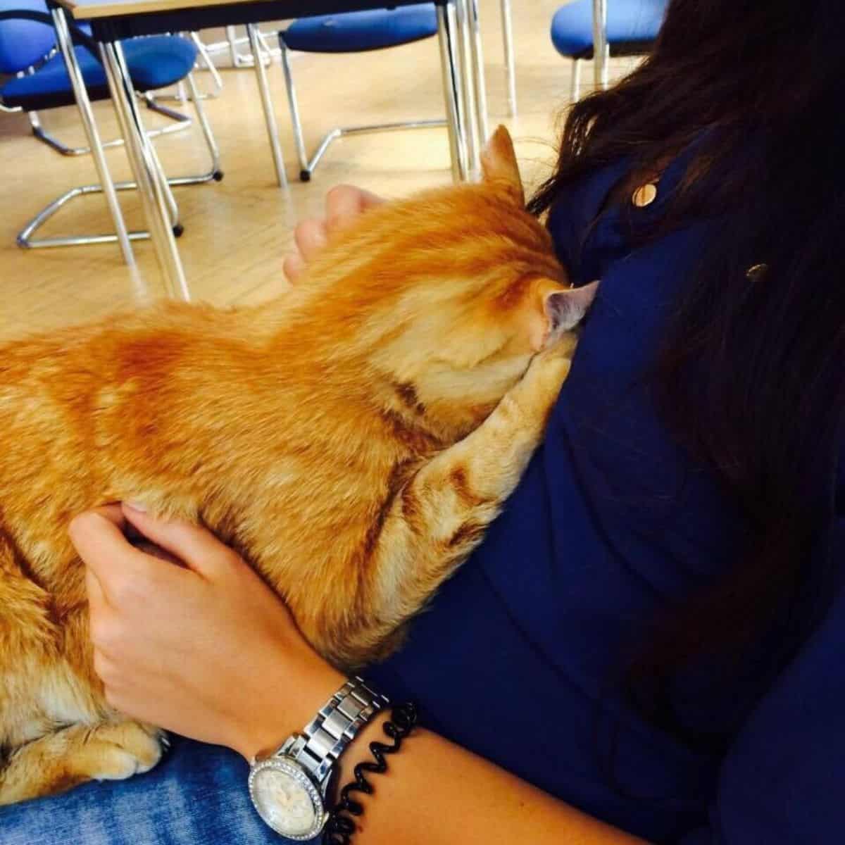 the cat is lying on the lap of the student