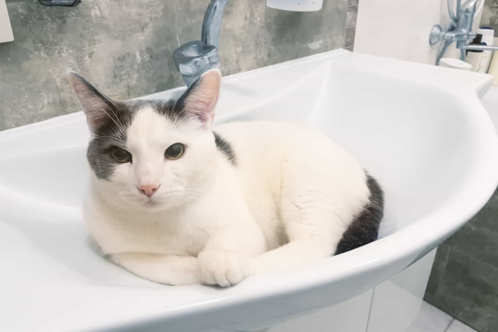 the cat is sitting in the sink