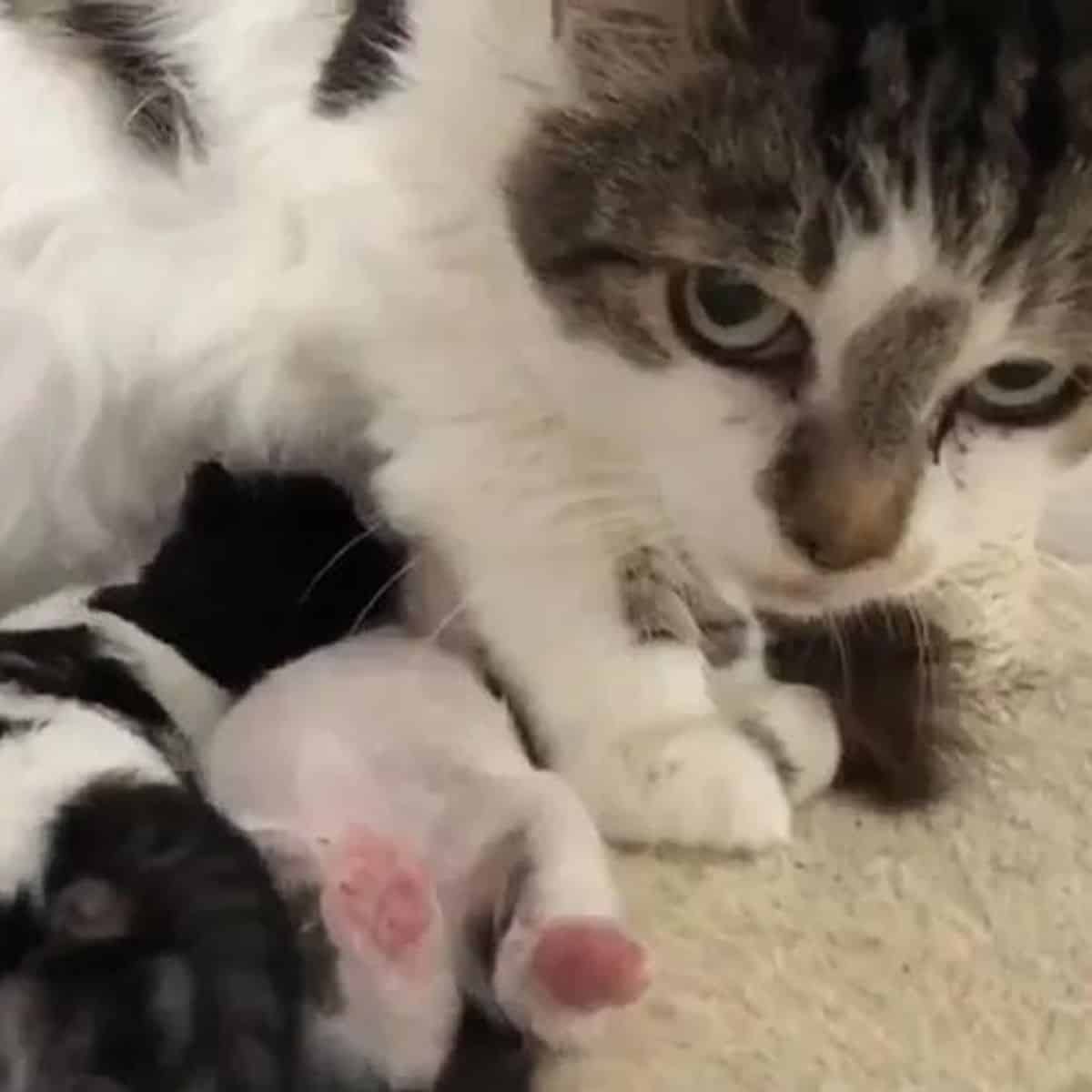 the cat looks after her kittens