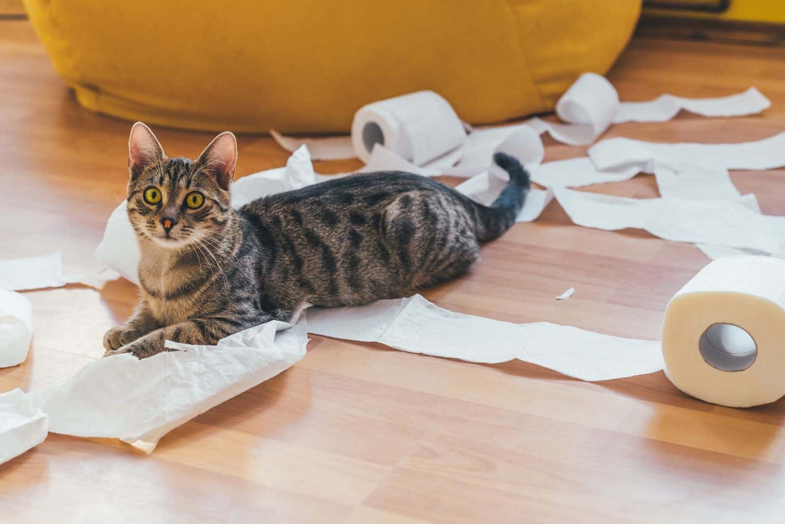 the cat made a mess with the toilet paper