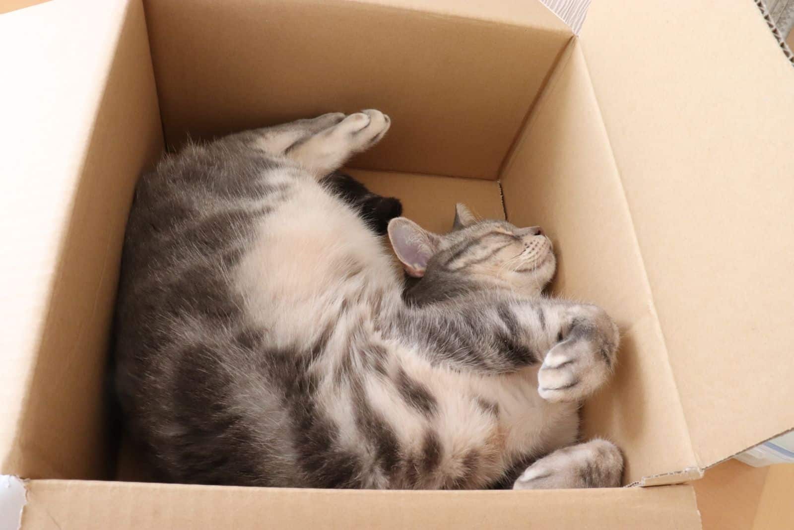 the cat stretches in the box