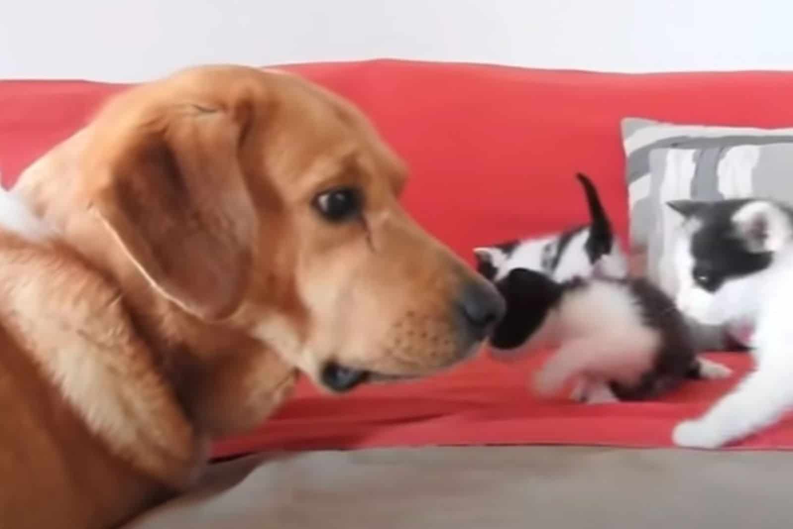 the dog looking at the rescued kittens