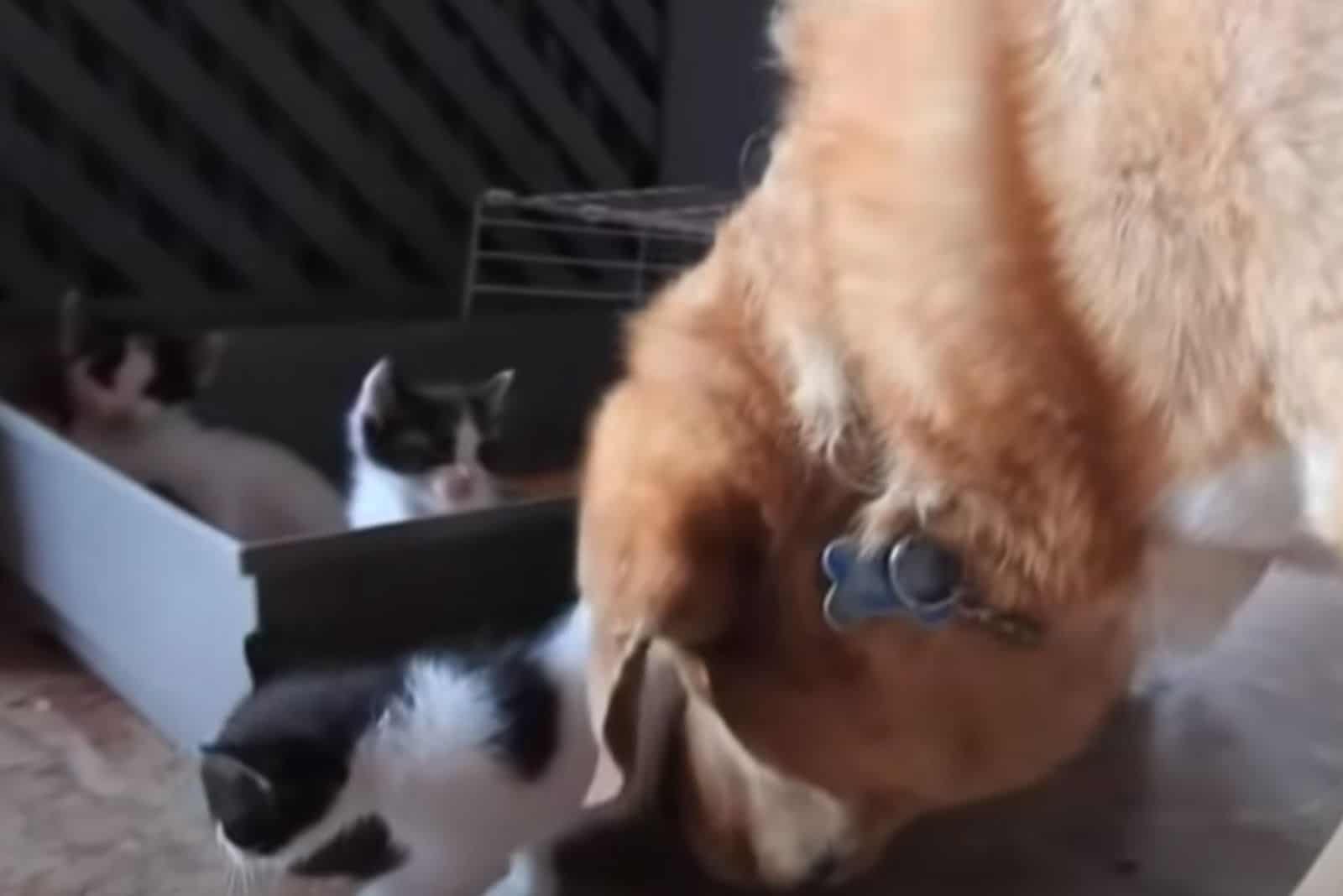 the dog sniffing the kittens