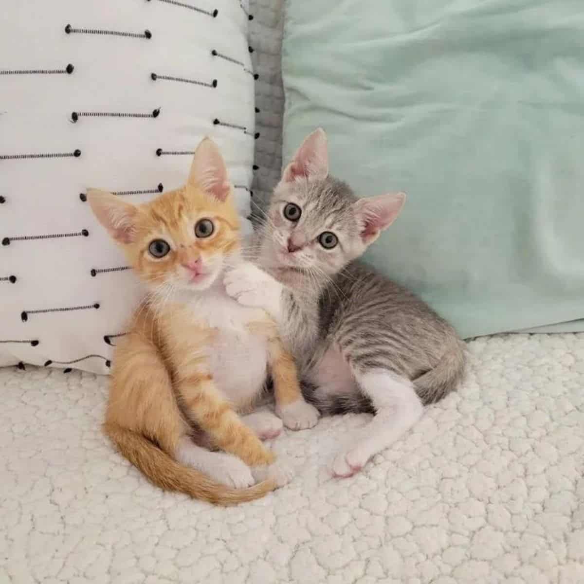 the gray kitten rested its paw on the yellow kitten