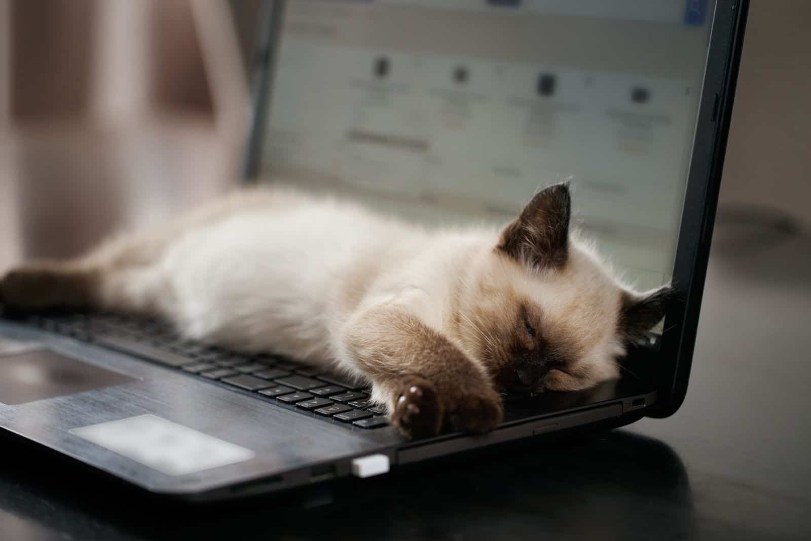 the kitten is sleeping on the laptop
