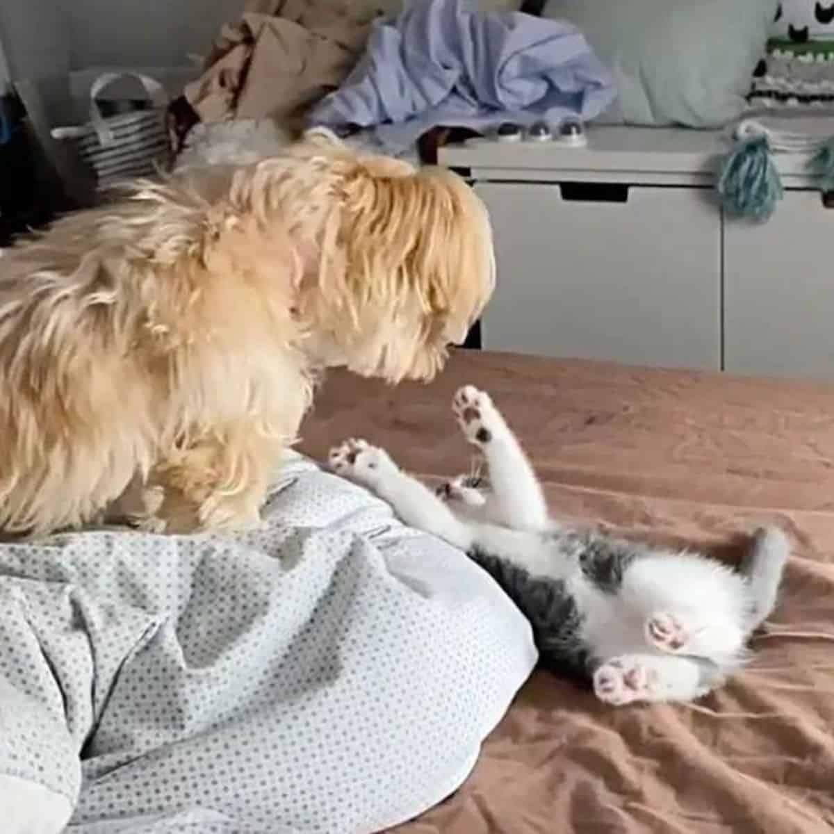 the kitten playing with a dog on a bed