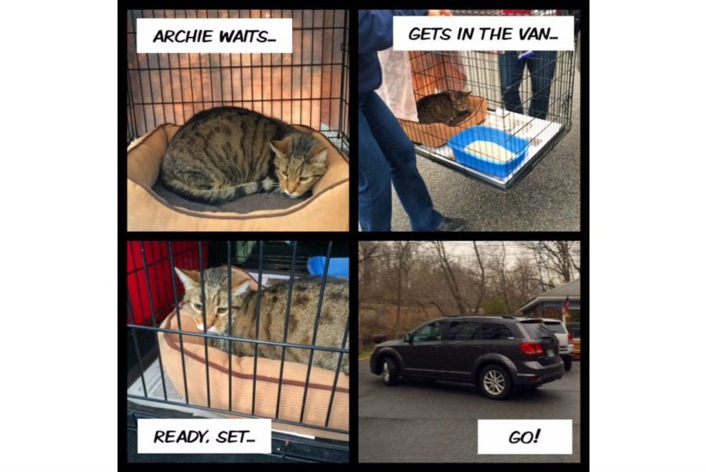 the process of adopting an Archie cat