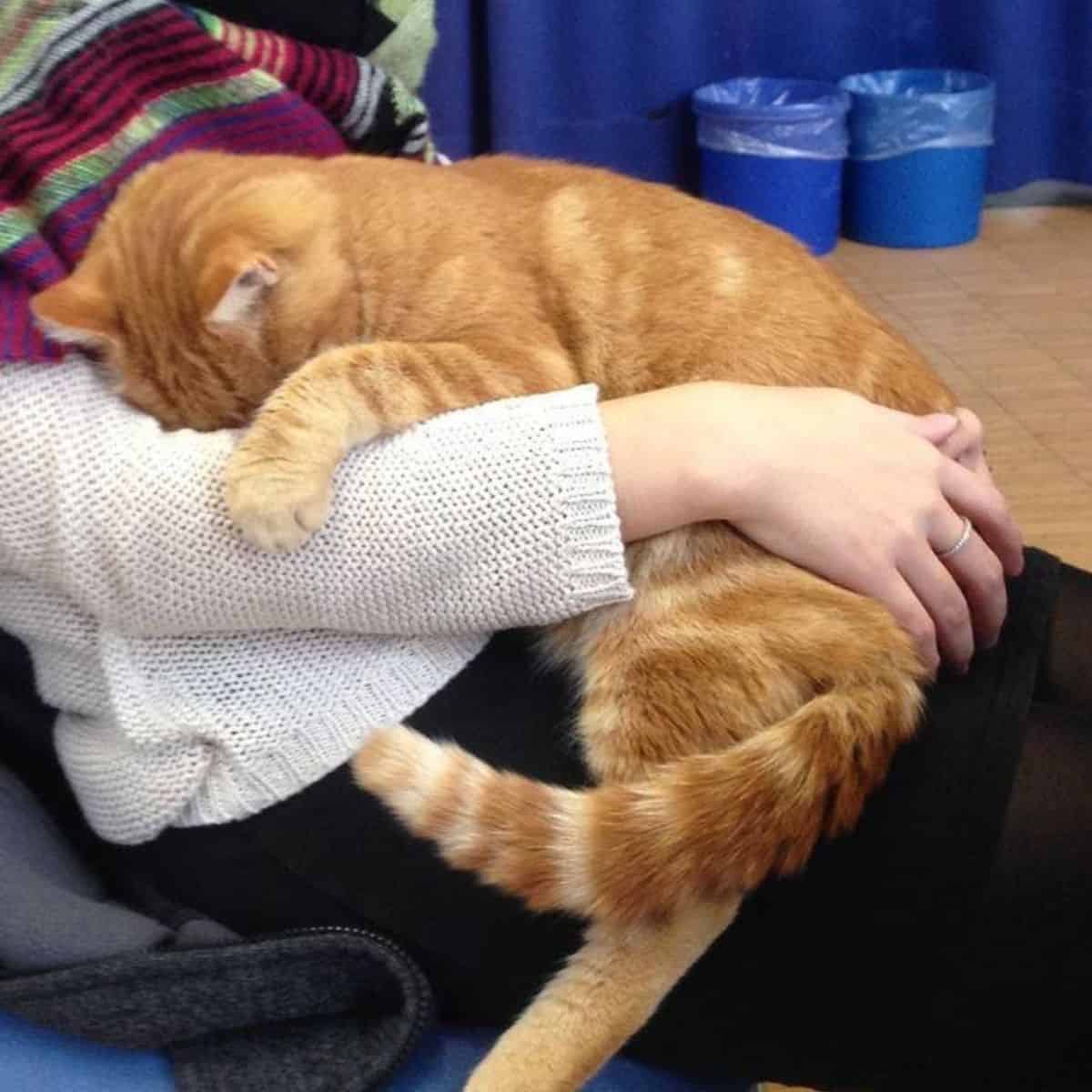 the yellow cat is sleeping in the girl's arms