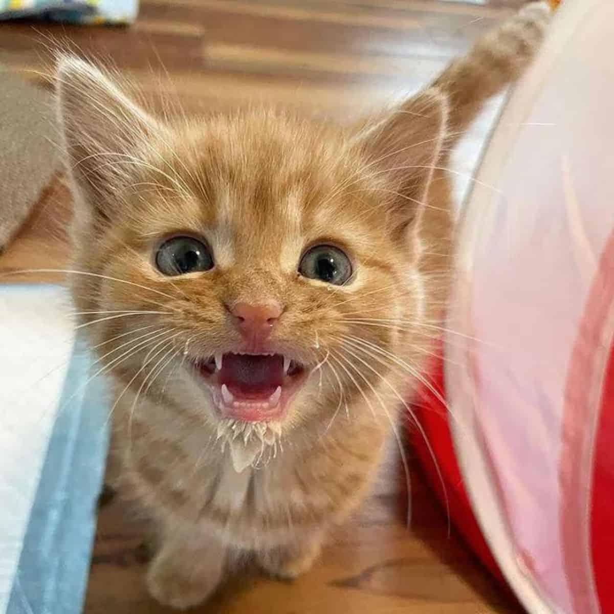 the yellow kitten in front of the camera is laughing
