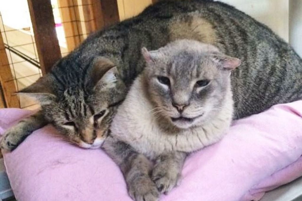 two cats are lying on a pillow