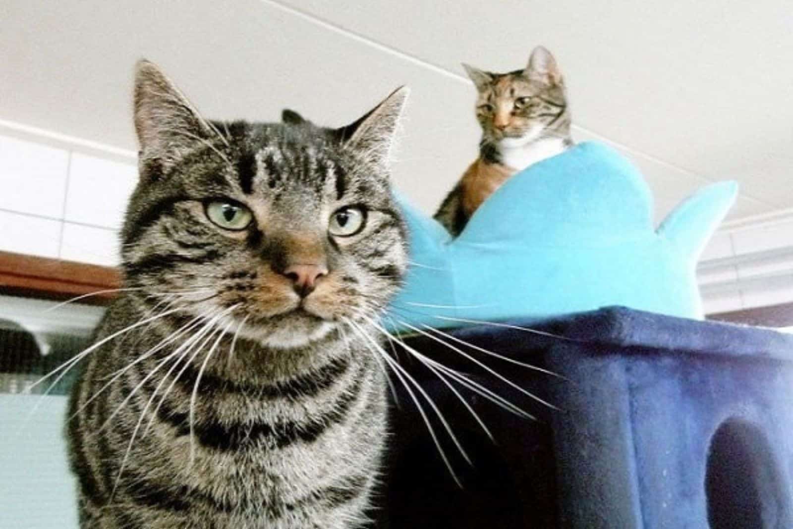 two cats posing in front of camera
