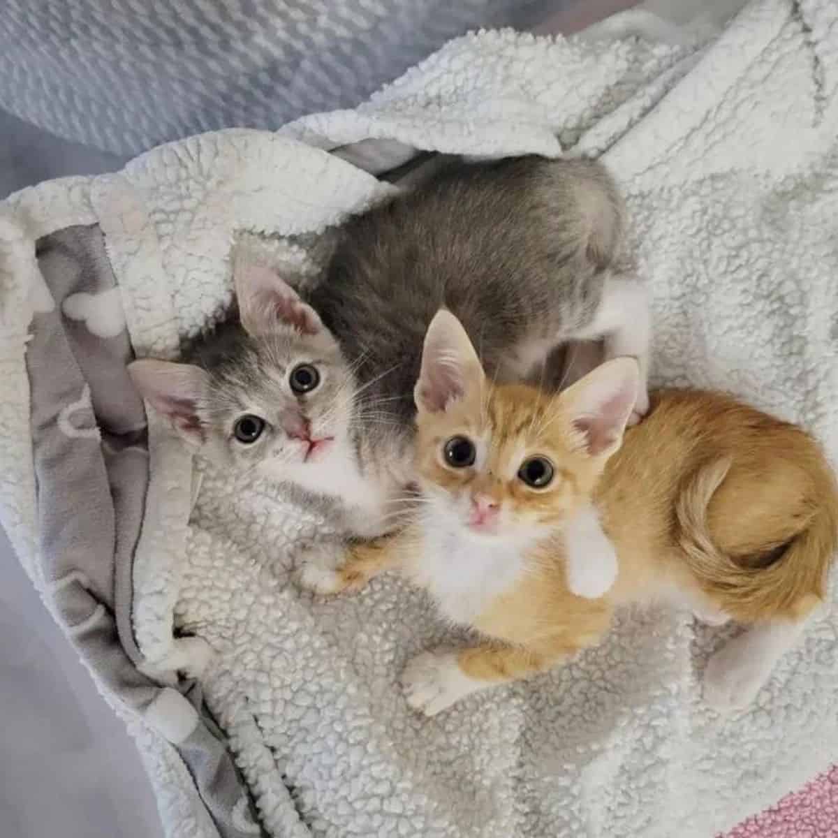 two cute kittens on a blanket