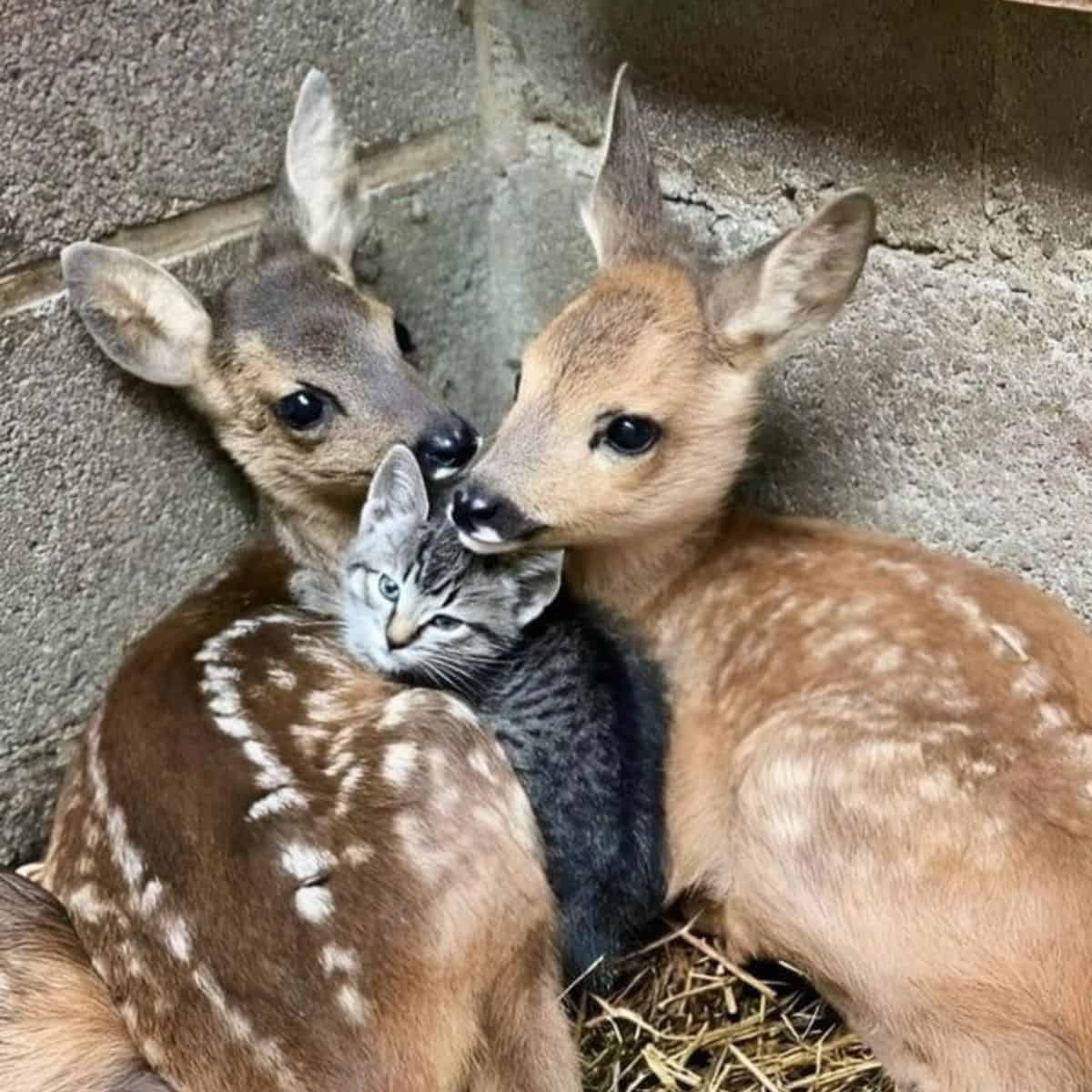 two deers with cat