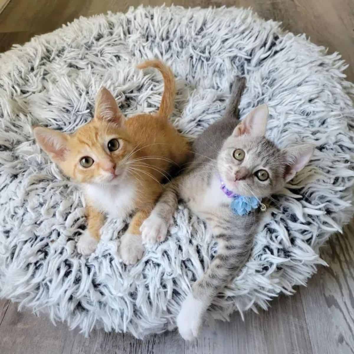 two kittens are lying on a tufted pillow