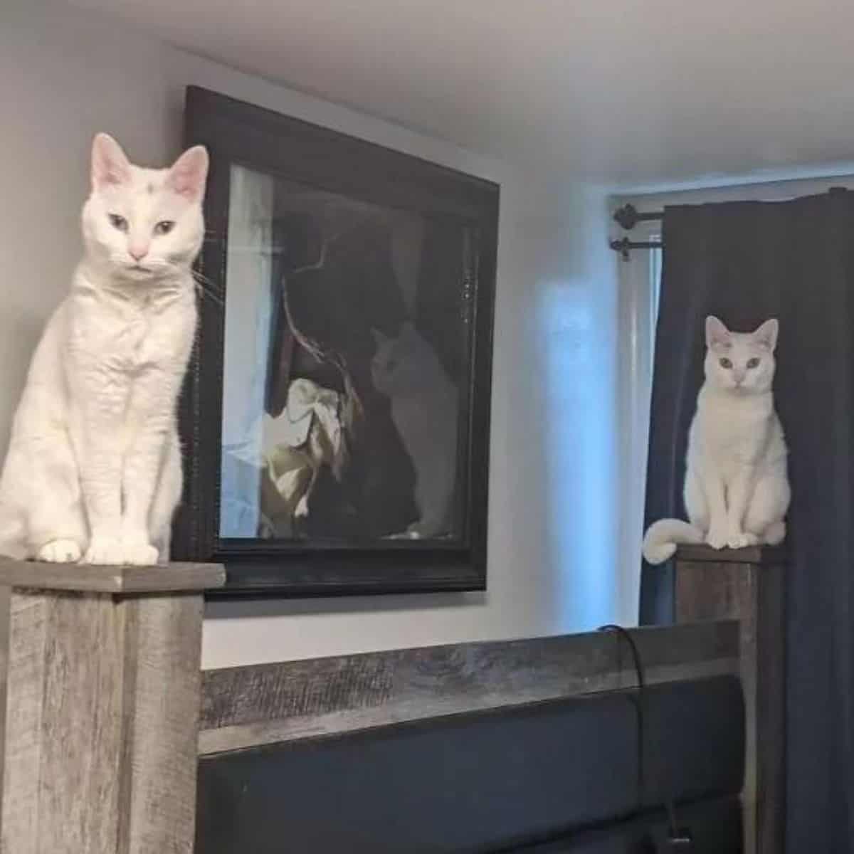 two white cats sitting in the house