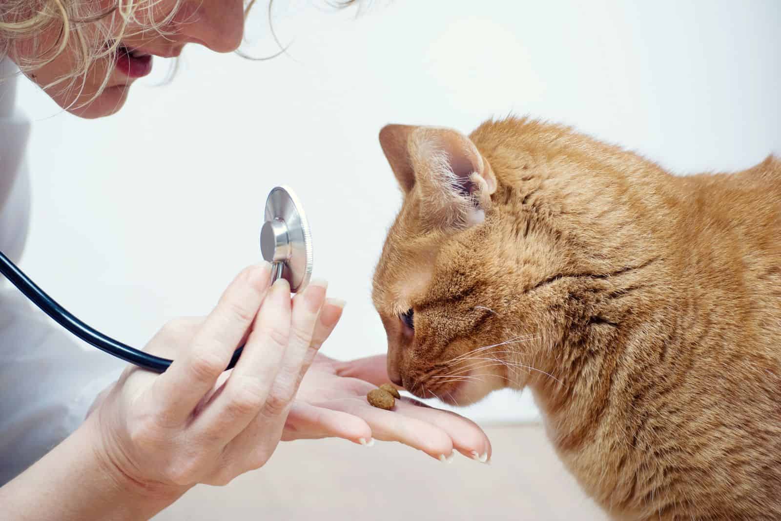 vet giving ginger cat a treat