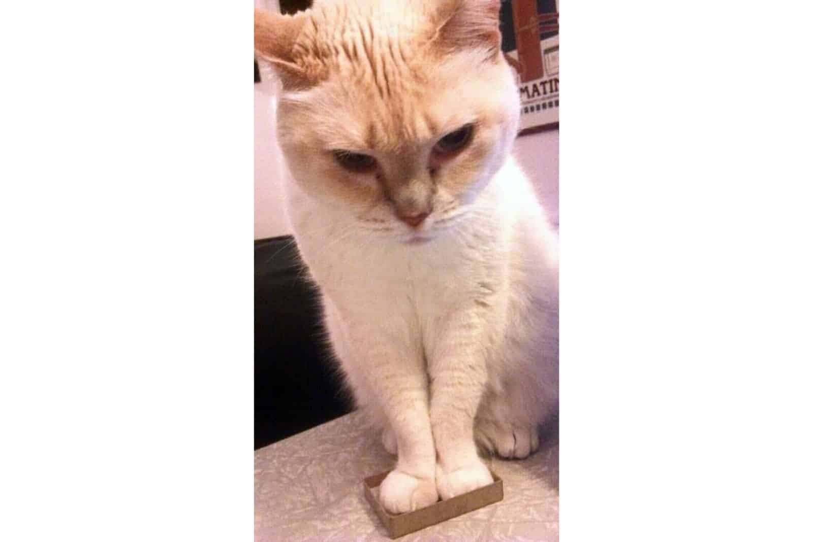 white cat sitting with her paws in a small box