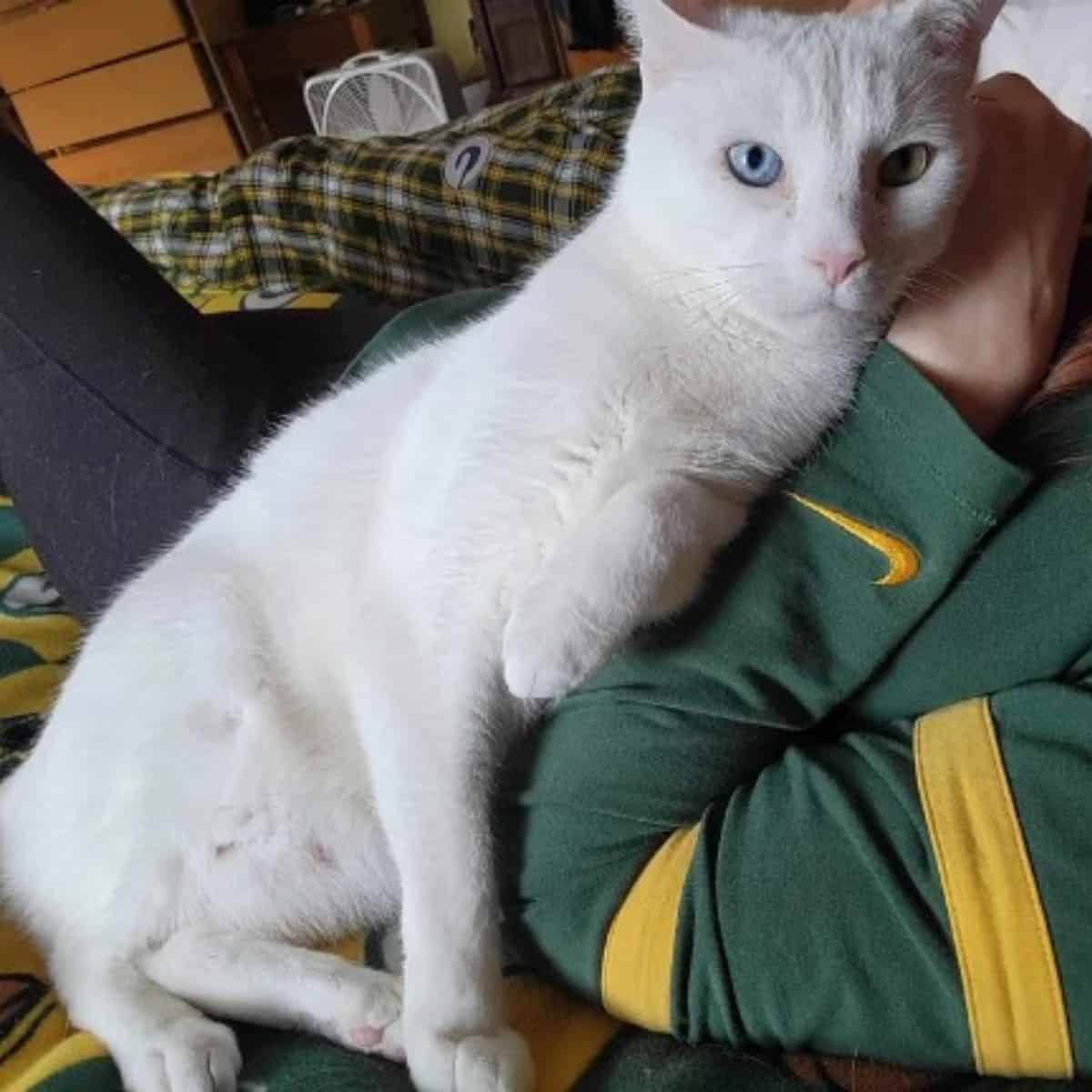 white cat with man