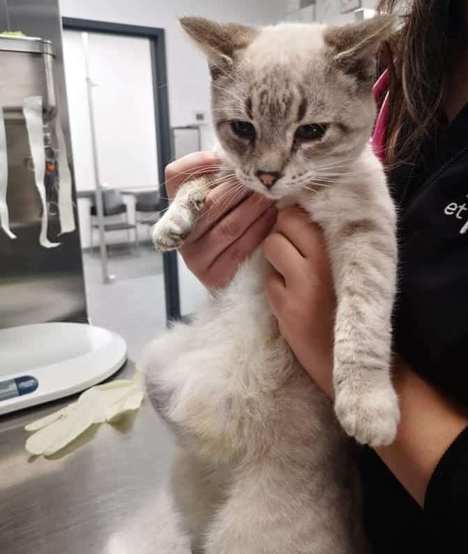 woman holding cat at vet