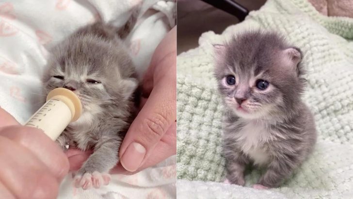 Fragile 10-Day-Old Kitten Won’t Let Go Of The Woman Who Rescued Him