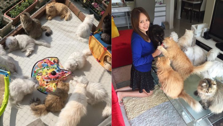 “12 Cats Lady” Has Everyone In Awe With Her Majestic Persian Cats