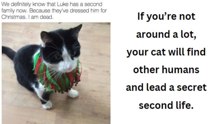 15 Little Details Nobody Tells You About Living With A Cat