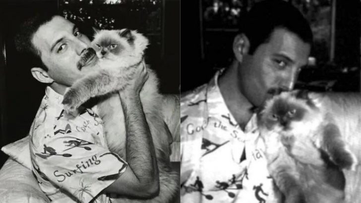 15 Rare Photos Of Freddie Mercury With His Beloved Cats