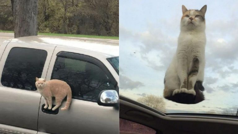 cats defying the laws of physics