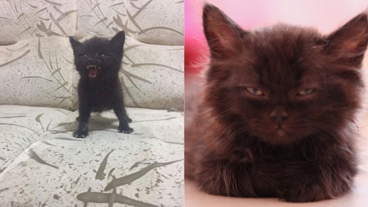 20 Photos Of Angry Kittens That Demand To Be Taken Seriously!