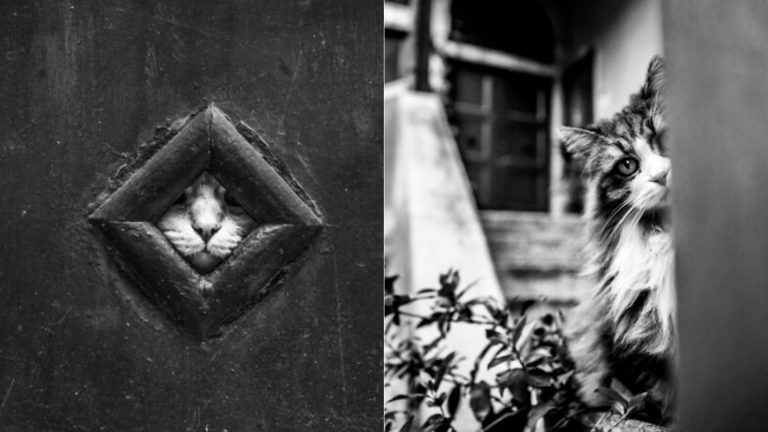 Pictures of hiding cats in Venice