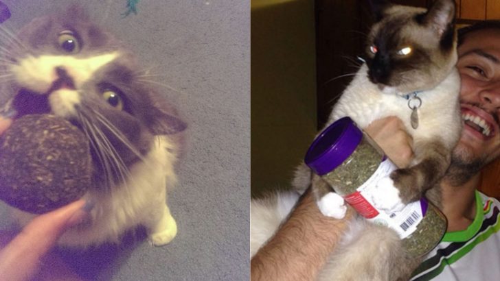 25 Photos Of Cats Who Found Catnip And Went On A Serious ‘Nip Trip’