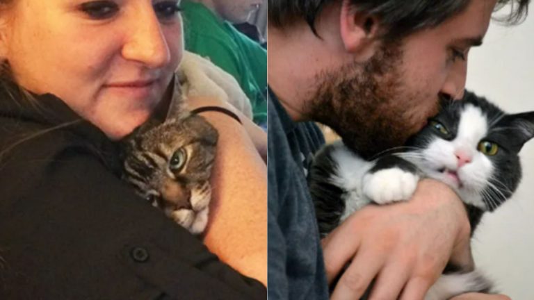 funny cats who have had enough of love