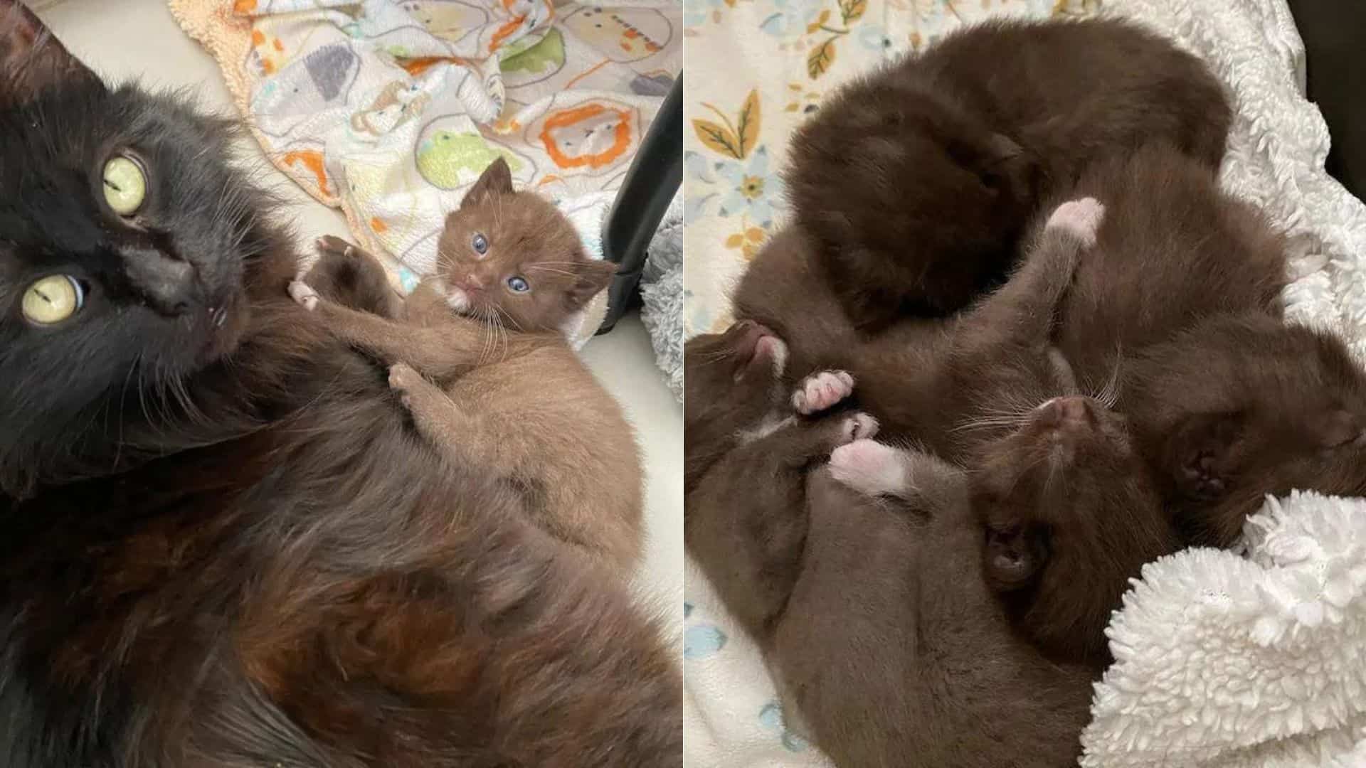 A Kind Family Adopts A Cat And Her Four Kittens