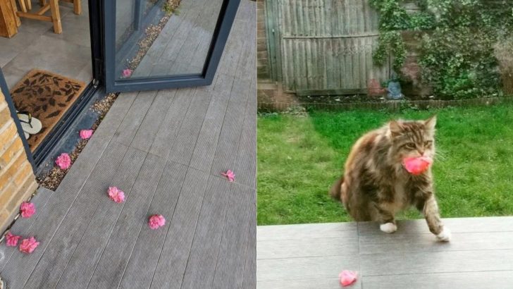 Adorable Cat Brings Flowers To Her Neighbors Every Day