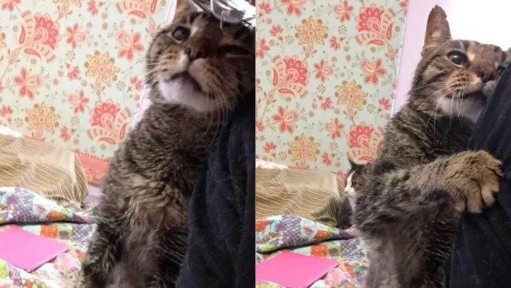 Senior Cat Was Heartbroken After Losing His Beloved Family, Not Knowing Better Days Were Coming